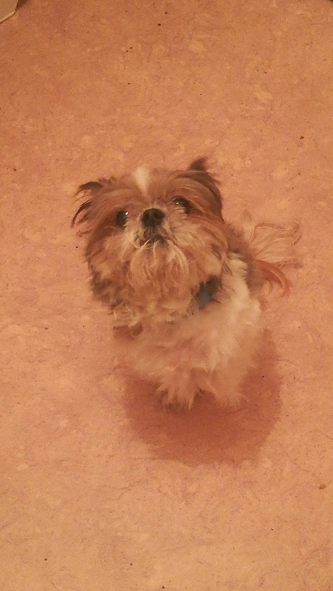 Doogy participe au concours pour gagner de l'argent avec cette photo : ancient_dog_breeds, canidae, carnivore, companion_dog, dog, dog_breed, dog_supply, fawn, fur, liver, mal_shi, maltepoo, non_sporting_group, shih_tzu, small_terrier, snout, sporting_group, terrestrial_animal, toy_dog, working_animal