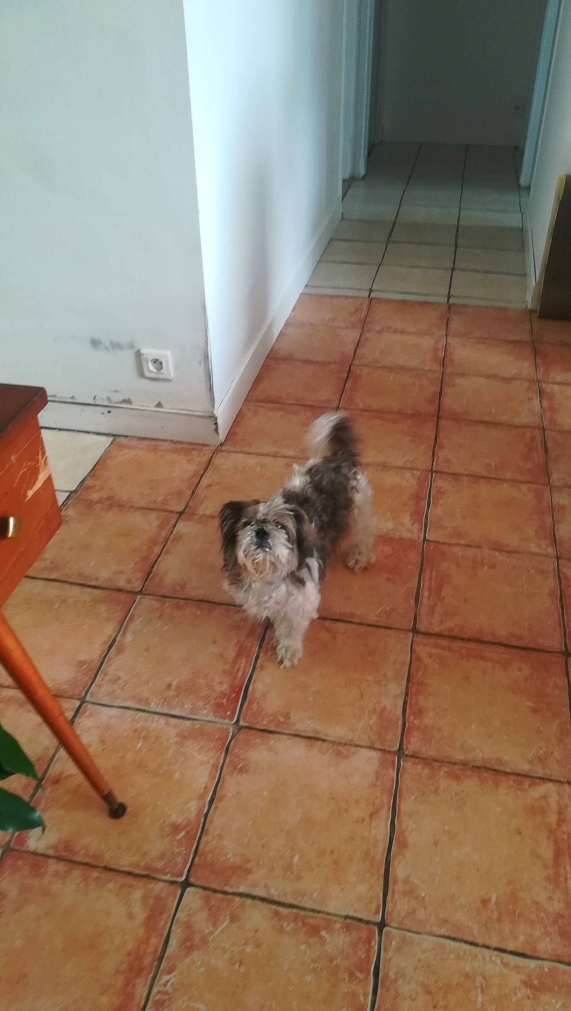 Doogy a rejoint le concours — aidez-le/la à gagner de superbes lots ! canidae, carnivore, companion_dog, composite_material, dog, dog_breed, fawn, floor, flooring, fur, hardwood, liver, mammal, sporting_group, stool, tail, tile, toy_dog, wood, working_animal