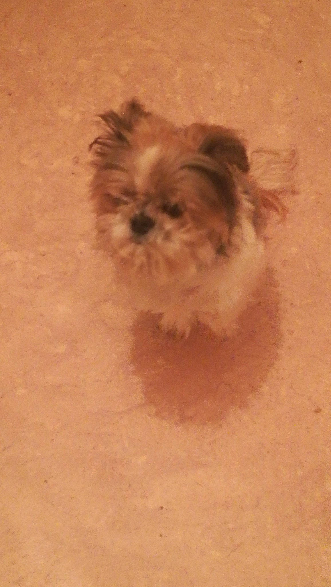 Doogy participe au concours pour gagner de l'argent avec cette photo : brown, canidae, carnivore, companion_dog, dog, dog_breed, dog_supply, fawn, fur, liver, mal_shi, maltepoo, shih_tzu, small_terrier, snout, sporting_group, terrier, toy_dog, working_animal, yorkipoo