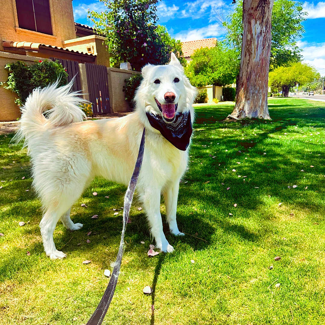 Jaxon Peter Foster is registered to the contest to win money with this photo: accessories, animal, architecture, backyard, building, canine, dog, eskimodog, grass, nature, outdoors, pet, plant, shelter, strap, summer, tree, vegetation, whitedog, yard