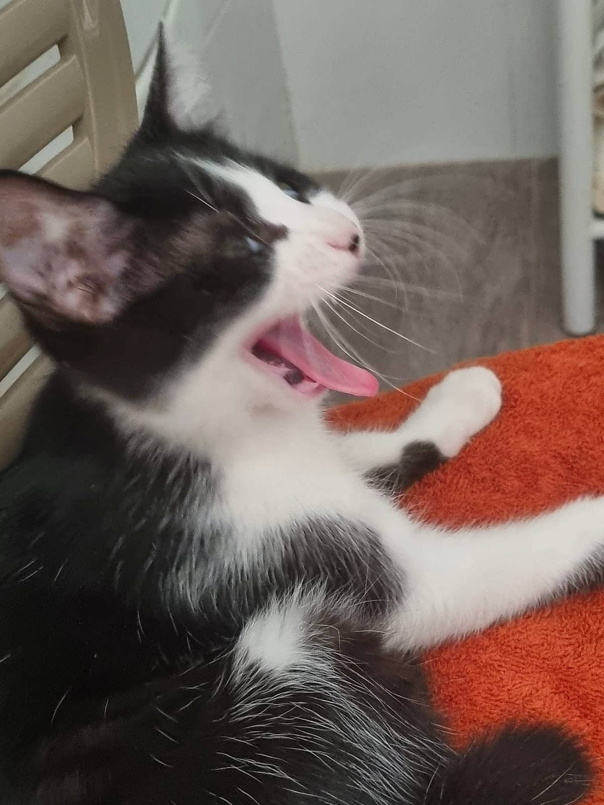 Luna participe au concours pour gagner de l'argent avec cette photo : black_cat, carnivore, cat, claw, comfort, domestic_short_haired_cat, eye, felidae, foot, fur, paw, small_to_medium_sized_cats, snout, tail, whiskers