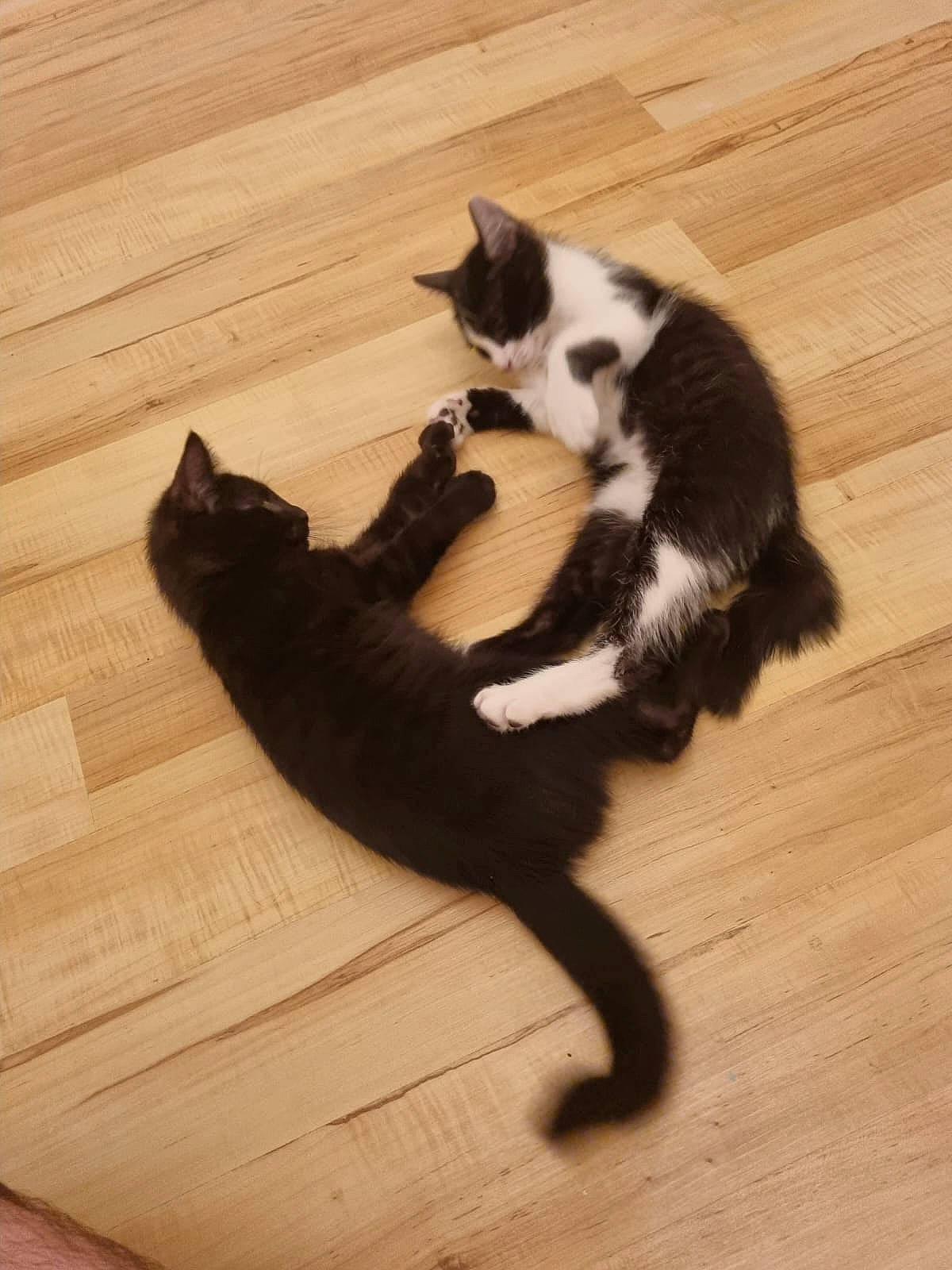 Luna participe au concours pour gagner de l'argent avec cette photo : carnivore, cat, claw, comfort, domestic_short_haired_cat, felidae, floor, flooring, fur, hardwood, laminate_flooring, paw, shadow, small_to_medium_sized_cats, tail, varnish, whiskers, wood, wood_flooring, wood_stain