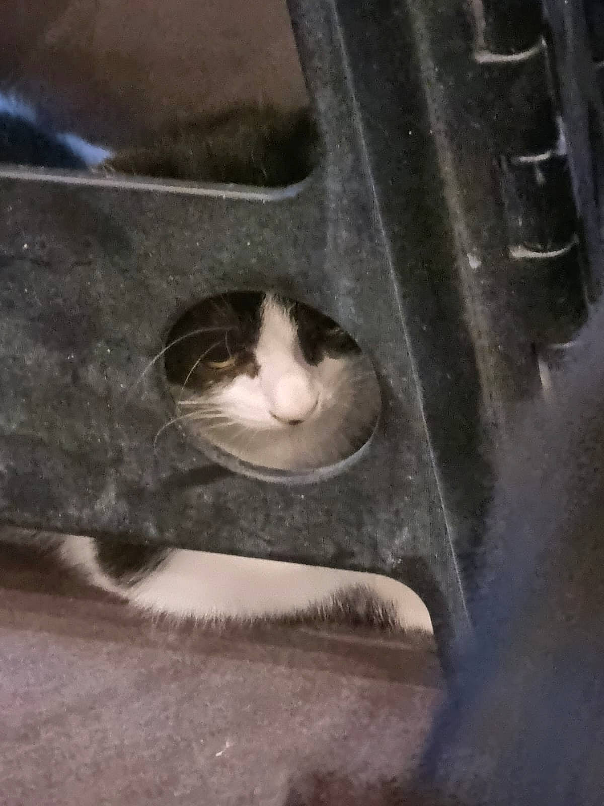 Luna participe au concours pour gagner de l'argent avec cette photo : auto_part, automotive_exterior, automotive_tire, carnivore, cat, domestic_short_haired_cat, felidae, fur, grey, mammal, metal, rim, small_to_medium_sized_cats, snout, synthetic_rubber, tail, tints_and_shades, whiskers, window, wood