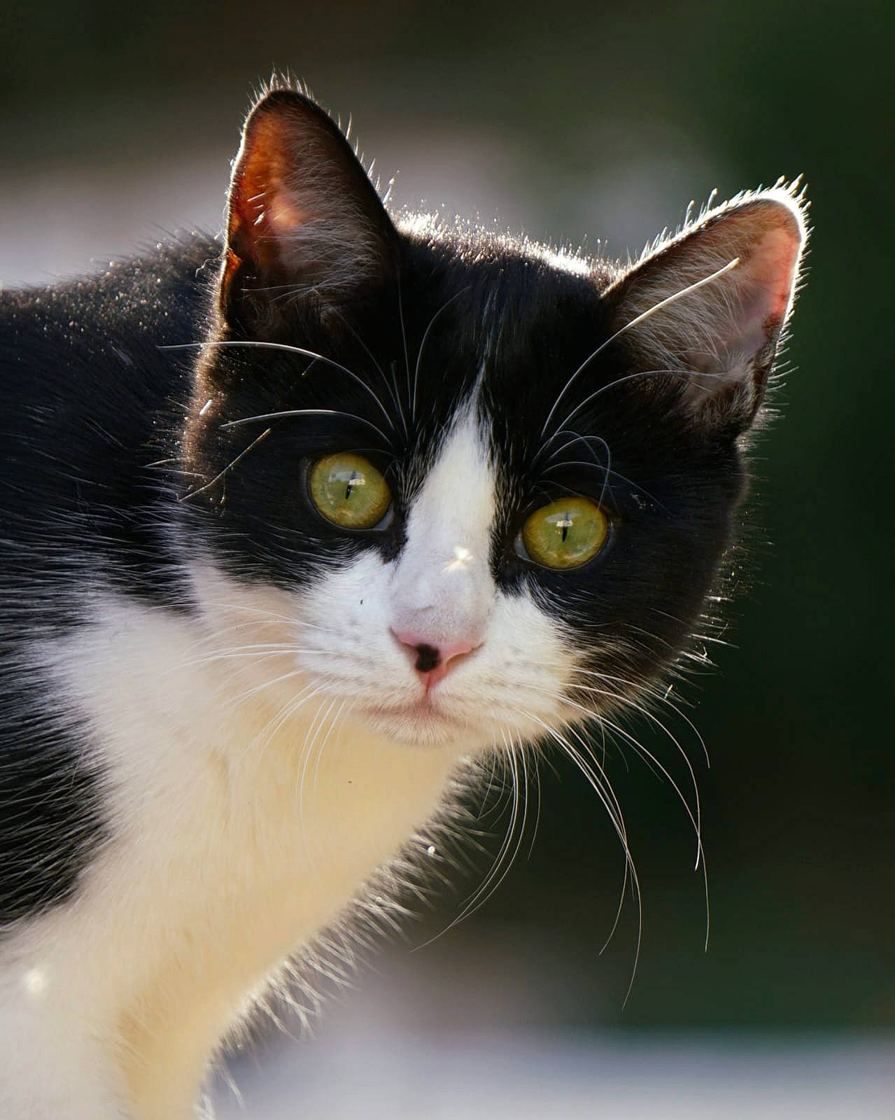 Luna a rejoint le concours — aidez-le/la à gagner de superbes lots ! carnivore, cat, domestic_short_haired_cat, felidae, fur, iris, small_to_medium_sized_cats, snout, tail, whiskers