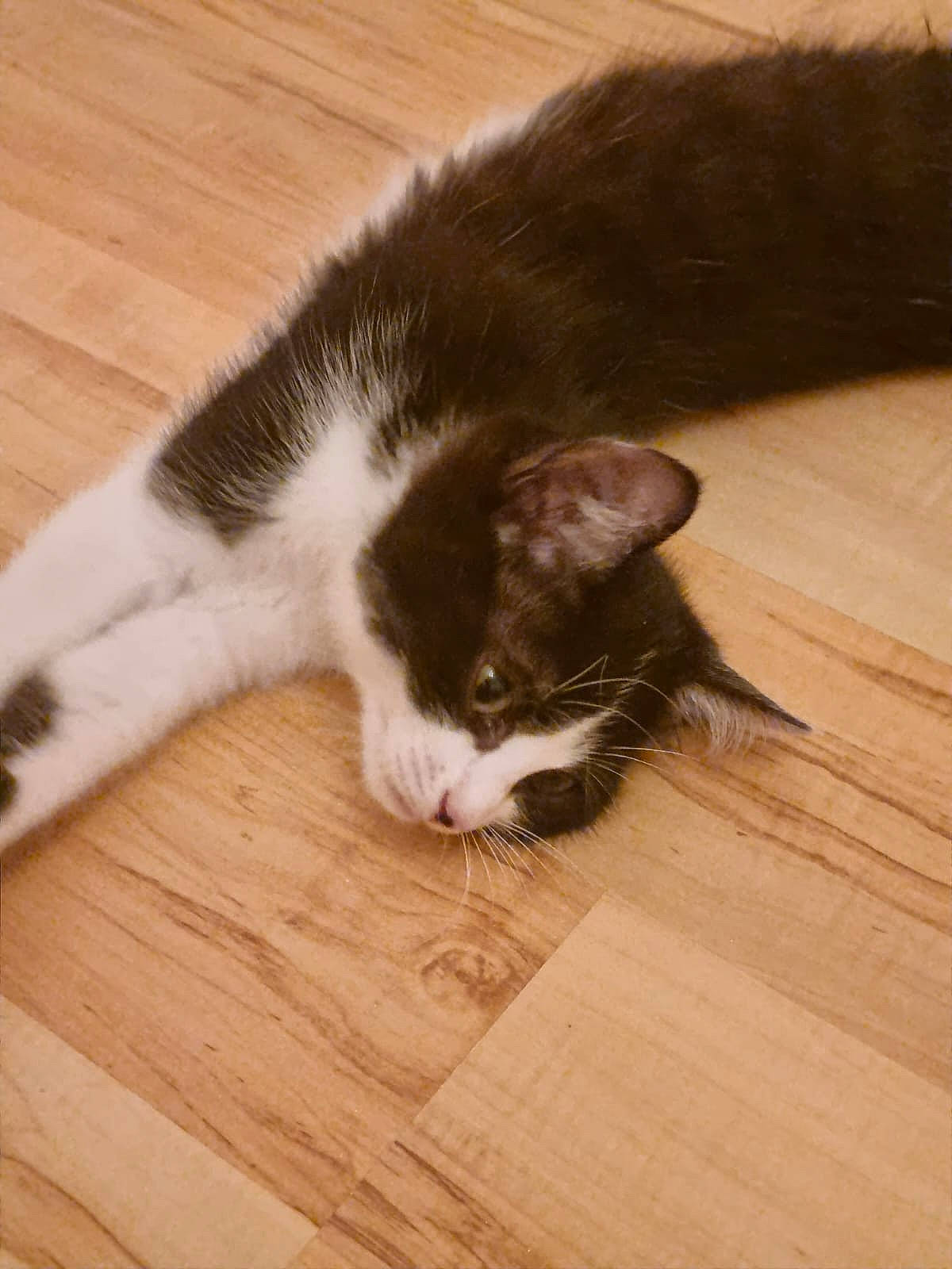 Luna a rejoint le concours — aidez-le/la à gagner de superbes lots ! carnivore, cat, comfort, domestic_short_haired_cat, felidae, flooring, fur, hardwood, laminate_flooring, paw, plank, plywood, small_to_medium_sized_cats, tail, varnish, whiskers, wood, wood_flooring, wood_stain