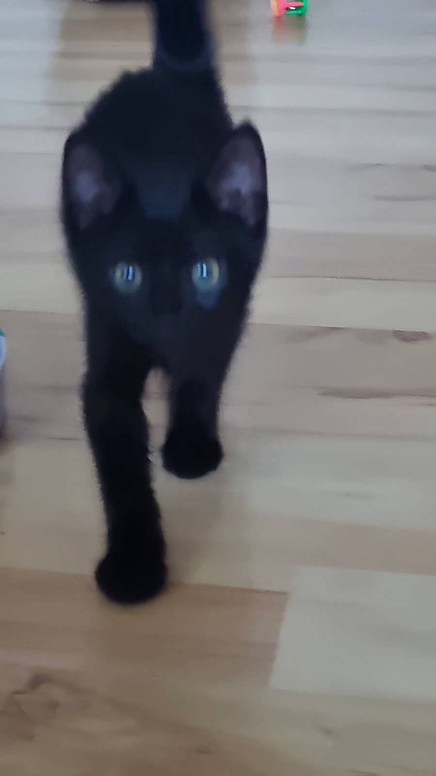 Nero a rejoint le concours — aidez-le/la à gagner de superbes lots ! black_cat, bombay, carnivore, cat, domestic_short_haired_cat, electric_blue, felidae, flooring, fur, paw, small_to_medium_sized_cats, snout, tail, terrestrial_animal, whiskers