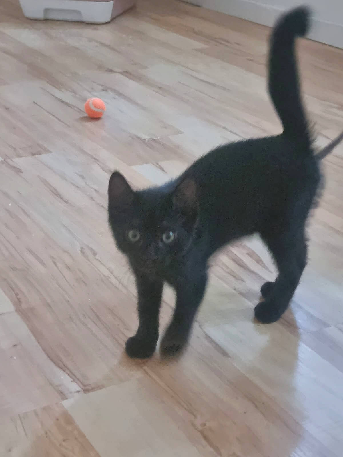 Nero a rejoint le concours — aidez-le/la à gagner de superbes lots ! black_cat, bombay, carnivore, cat, domestic_short_haired_cat, felidae, floor, flooring, fur, hardwood, laminate_flooring, plank, small_to_medium_sized_cats, snout, tail, varnish, whiskers, wood, wood_flooring, wood_stain