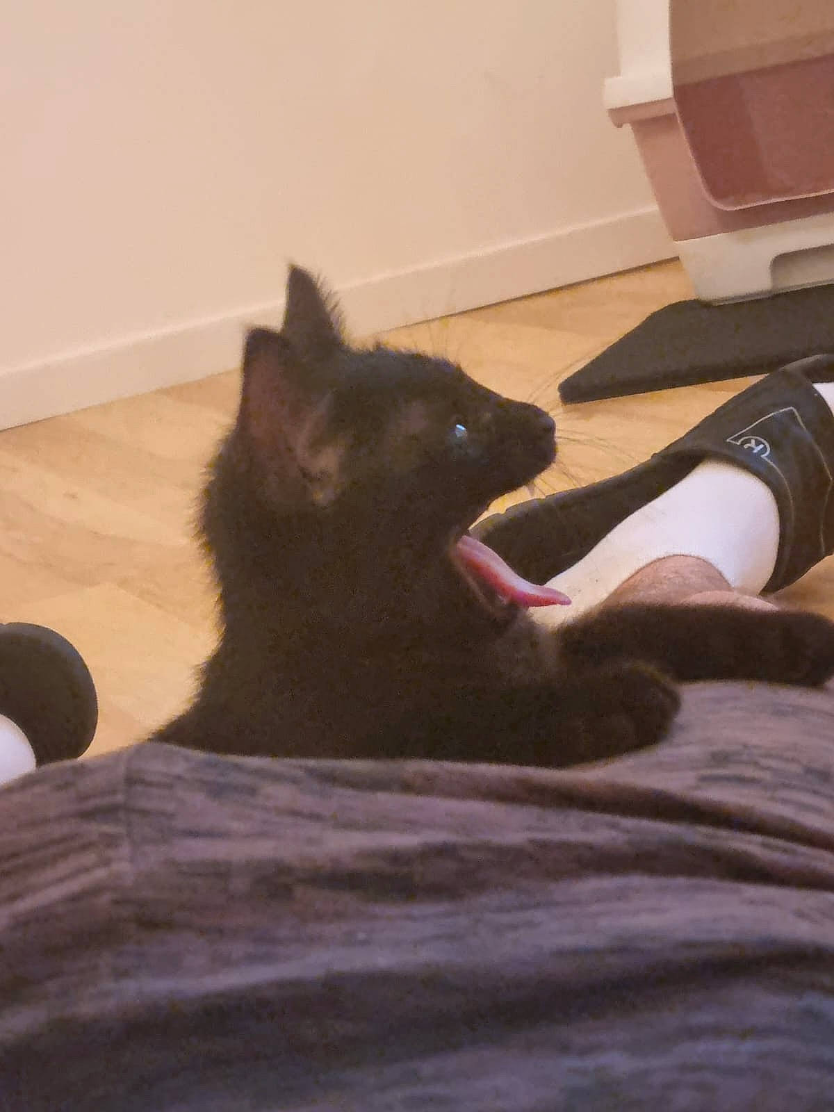 Nero a rejoint le concours — aidez-le/la à gagner de superbes lots ! bed, black_cat, carnivore, cat, comfort, domestic_short_haired_cat, felidae, flooring, foot, fur, grey, hardwood, human_leg, linens, room, small_to_medium_sized_cats, tail, thigh, whiskers, wood