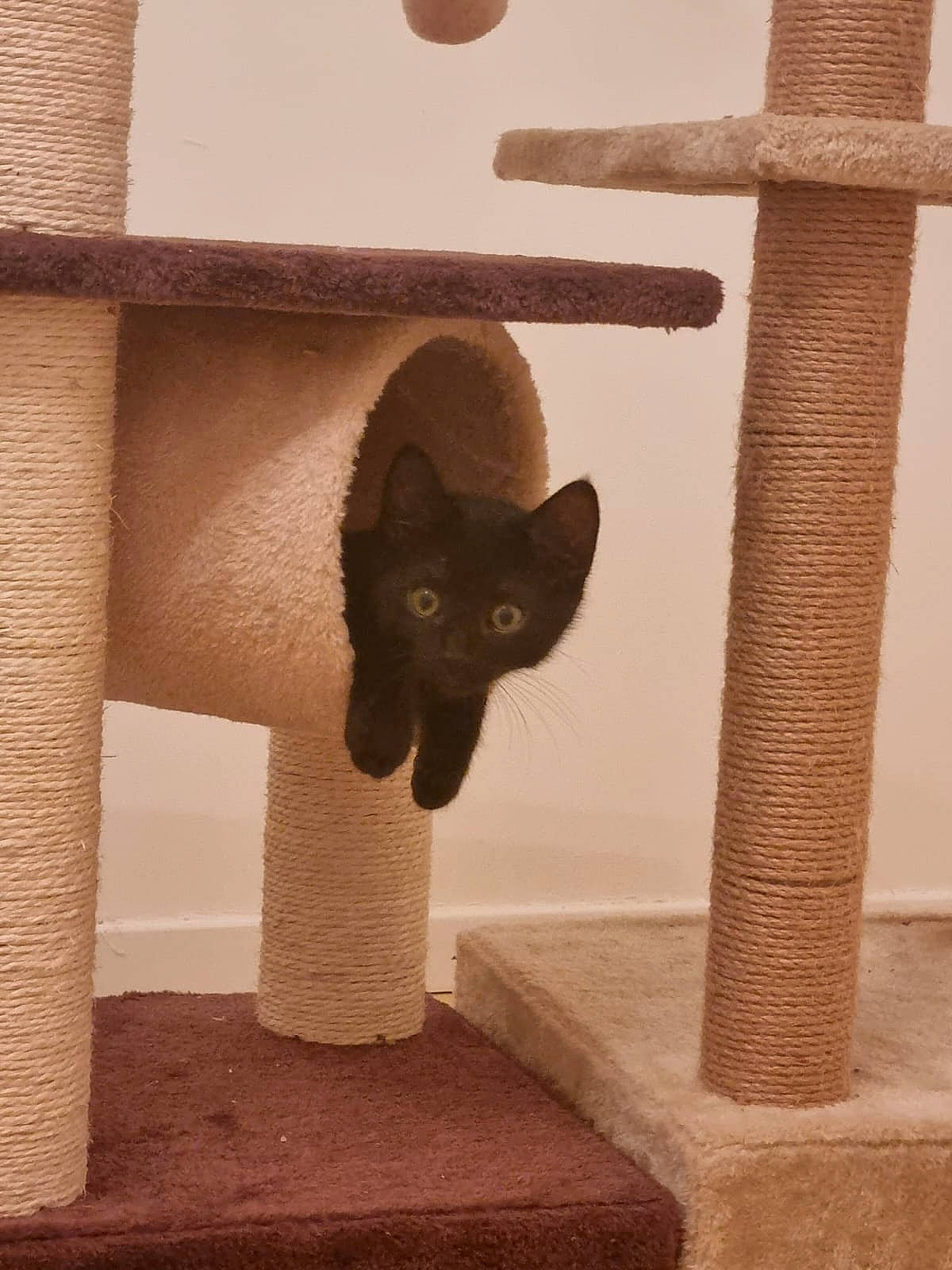 Nero participe au concours pour gagner de l'argent avec cette photo : carnivore, cat, cat_supply, cross, domestic_short_haired_cat, felidae, flooring, pedestal, pet_supply, room, shadow, shelf, small_to_medium_sized_cats, stairs, symbol, tail, tints_and_shades, wall, whiskers, wood