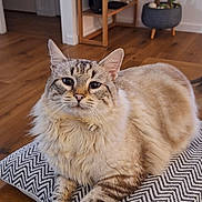 Whitey a rejoint le concours — aidez-le/la à gagner de superbes lots ! cat, fluffy_cat, cushion, table, wooden_table, indoor, living_room, plant, potted_plant, bookshelf, floor, wooden_floor, furniture, pet, animal, relaxed, resting, cozy, domestic, home