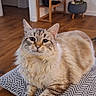 cat, fluffy_cat, cushion, table, wooden_table, indoor, living_room, plant, potted_plant, bookshelf, floor, wooden_floor, furniture, pet, animal, relaxed, resting, cozy, domestic, home