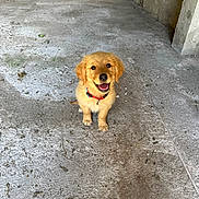 Zabka participe au concours pour gagner de l'argent avec cette photo : puppy, dog, golden_retriever, animal, pet, collar, happy, smiling, sitting, concrete_floor, rustic, indoor, young_dog, fur, ears, cute, looking_up, small, friendly, canine