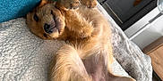 Zabka a rejoint le concours — aidez-le/la à gagner de superbes lots ! dog, golden_dog, lying_down, belly_up, paws, cozy_blanket, blue_couch, indoor, living_room, relaxed, pet, fur, canine, floor, furniture, fan, wooden_floor, playful, cute, home