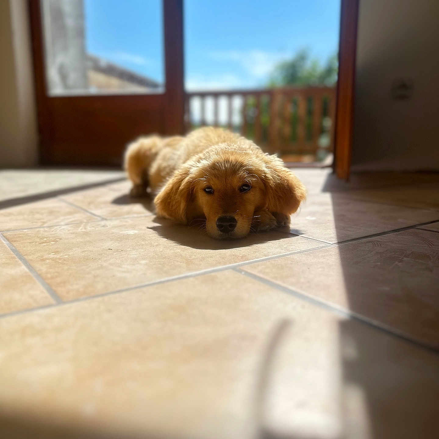 Zabka a rejoint le concours — aidez-le/la à gagner de superbes lots ! animal, blue_sky, cute, dog, domestic_dog, floor_tile, golden_retriever, indoor, lying_down, open_door, outdoor, pet, puppy, relaxed, shadow, sunlight, tiled_floor, warm_light, wooden_balcony, young_dog