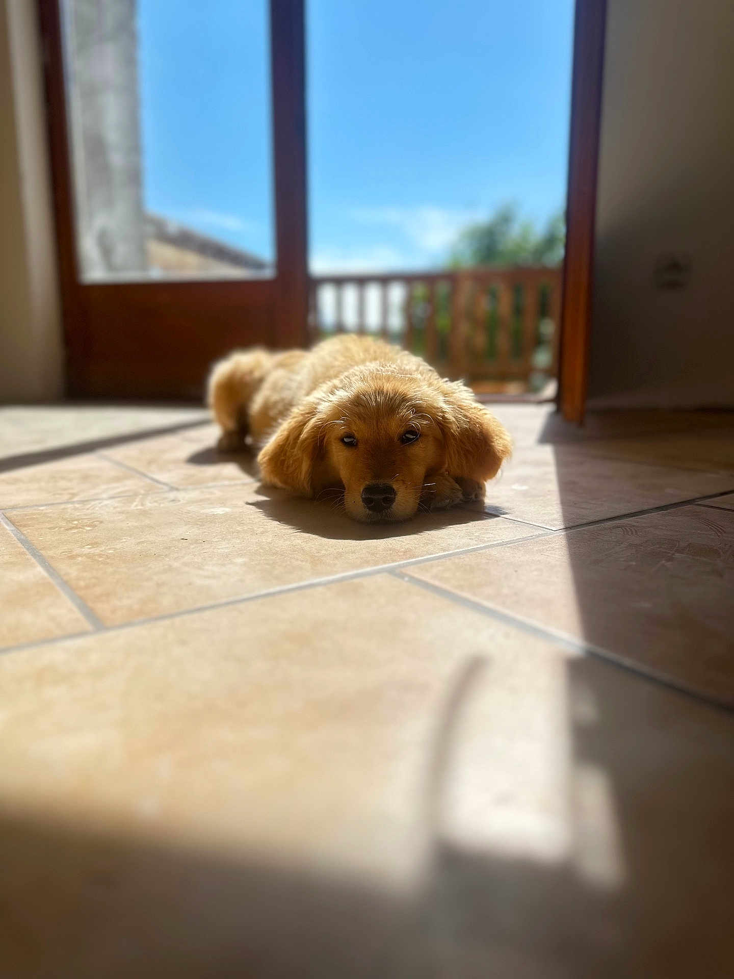 Zabka a rejoint le concours — aidez-le/la à gagner de superbes lots ! golden_retriever, puppy, dog, lying_down, sunlight, tiled_floor, open_door, indoor, outdoor, blue_sky, wooden_balcony, shadow, pet, young_dog, relaxed, warm_light, floor_tile, animal, cute, domestic_dog