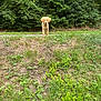 Zabka participe au concours pour gagner de l'argent avec cette photo : dog, puppy, golden_retriever, grass, greenery, forest, nature, outdoor, animal, cute, young, pet, fur, canine, leaf, tree, bush, ground, wildlife, summer