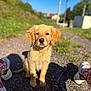 Zabka participe au concours pour gagner de l'argent avec cette photo : puppy, golden_retriever, dog, outdoor, sunny, grass, gravel_path, blue_sky, sitting, pet, young_dog, cute, animal, legs, shoes, casual, nature, daytime, fur, portrait