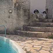 Ody a rejoint le concours — aidez-le/la à gagner de superbes lots ! alert, animal, black_and_white, dog, metal_railing, nature, outdoor, pet, pool, quiet, rustic, shadow, small_dog, stairs, stone_wall, summer, sunlight, texture, tile_floor, water