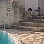 alert, animal, black_and_white, dog, metal_railing, nature, outdoor, pet, pool, quiet, rustic, shadow, small_dog, stairs, stone_wall, summer, sunlight, texture, tile_floor, water
