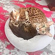 Leo N Princess is registered to the contest to win money with this photo: cat, bengal_cat, two_cats, pet, cat_bed, round_bed, curled_up, striped_fur, green_eyes, whiskers, paw, sleeping, alert, rug, patterned_rug, indoor, cozy, home, close_up, companion