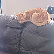 Dallas is registered to the contest to win money with this photo: cat, ginger_cat, sleeping, loaf, couch, leather_couch, home_interior, window, sunlight, pet, collar, indoor, cozy, resting, upholstery, furniture, whiskers, curled_up, napping, backrest