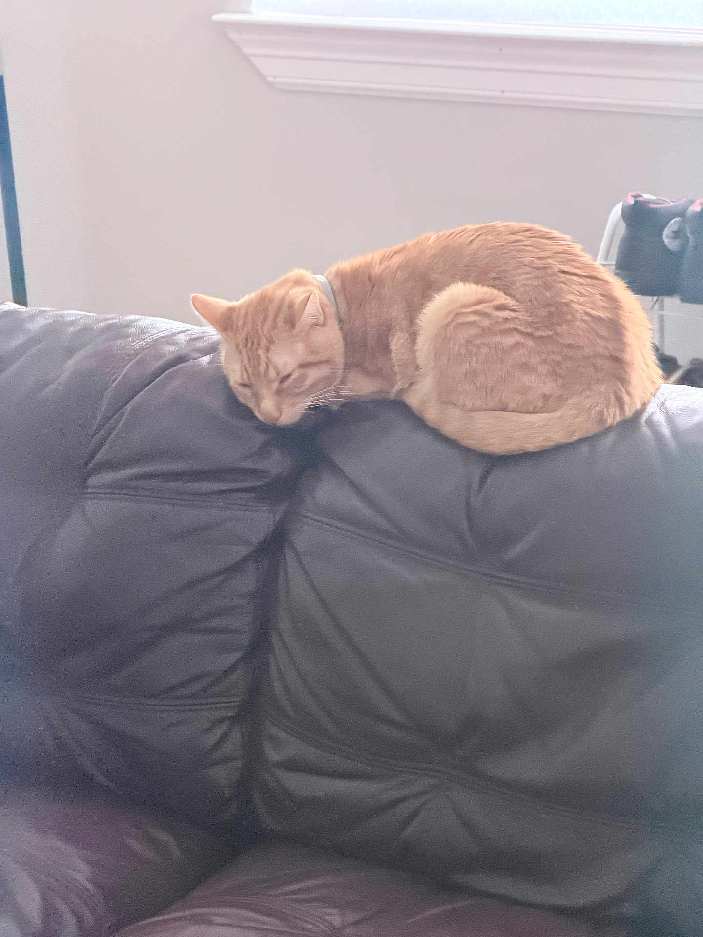 Dallas is registered to the contest to win money with this photo: cat, ginger_cat, sleeping, loaf, couch, leather_couch, home_interior, window, sunlight, pet, collar, indoor, cozy, resting, upholstery, furniture, whiskers, curled_up, napping, backrest
