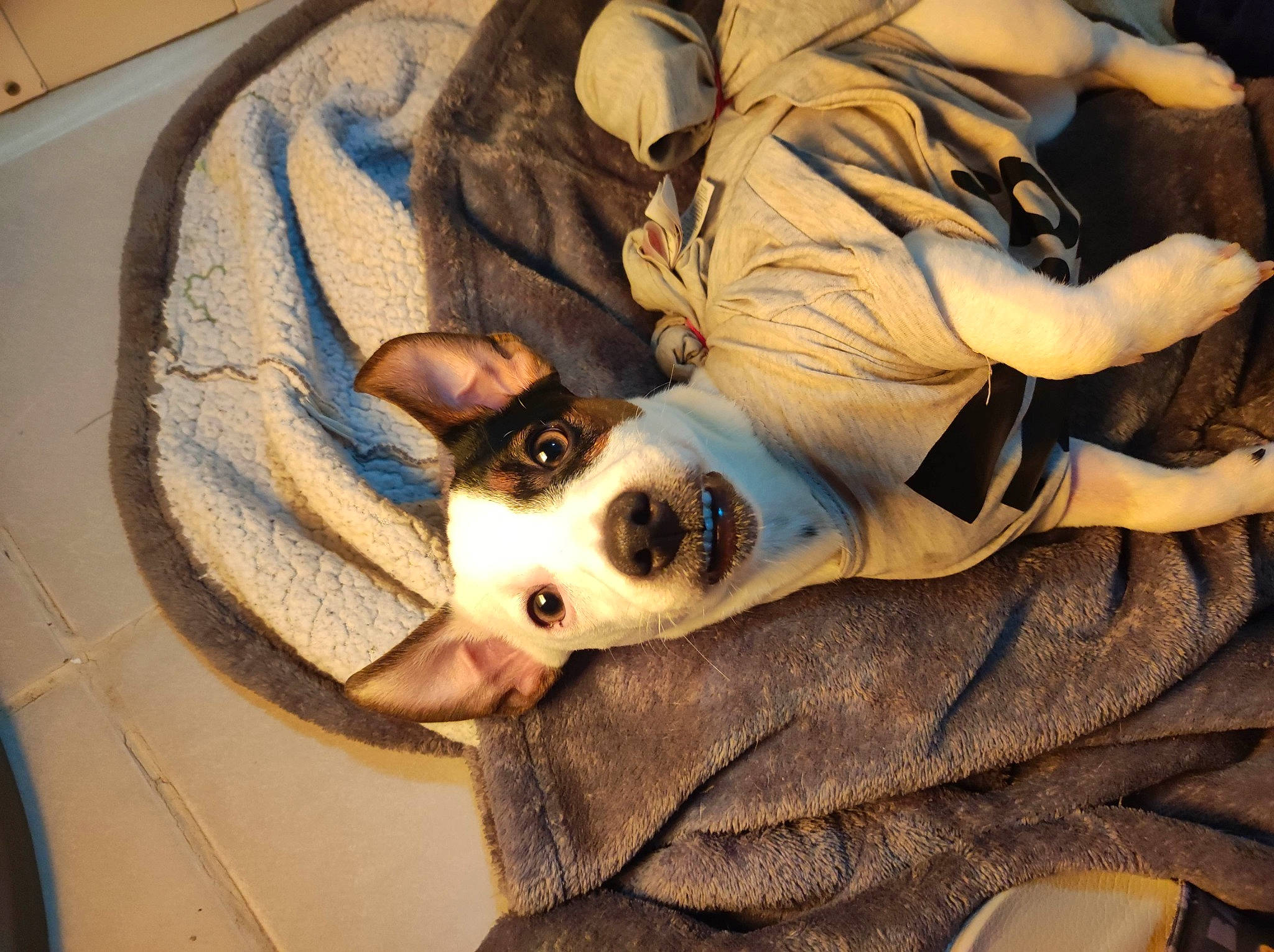 T'Blue a rejoint le concours — aidez-le/la à gagner de superbes lots ! blanket, canidae, carnivore, comfort, companion_dog, dog, dog_breed, fawn, felidae, fur, linens, nap, non_sporting_group, paw, puppy, small_to_medium_sized_cats, snout, sporting_group, whiskers, working_animal