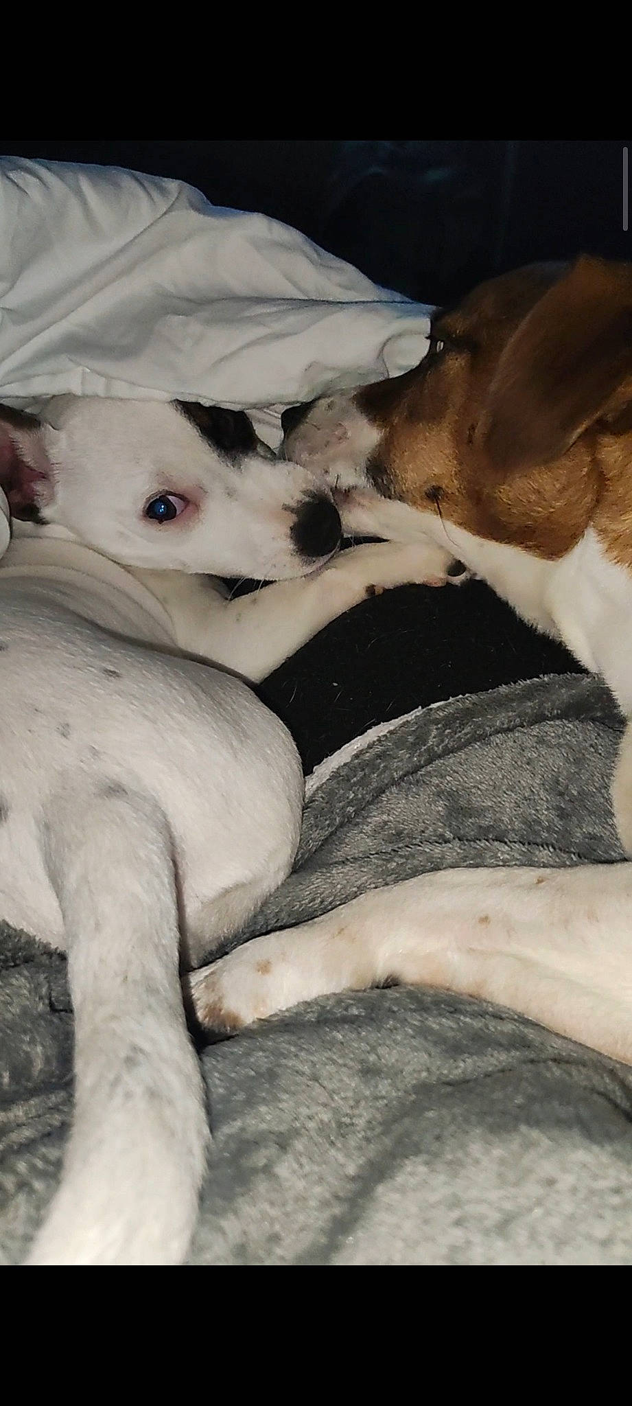 T'Blue participe au concours pour gagner de l'argent avec cette photo : bedding, canidae, carnivore, comfort, companion_dog, dog, dog_breed, fawn, fur, linens, nap, non_sporting_group, paw, puppy_love, sleep, snout, sporting_group, toy_dog, whiskers, working_animal