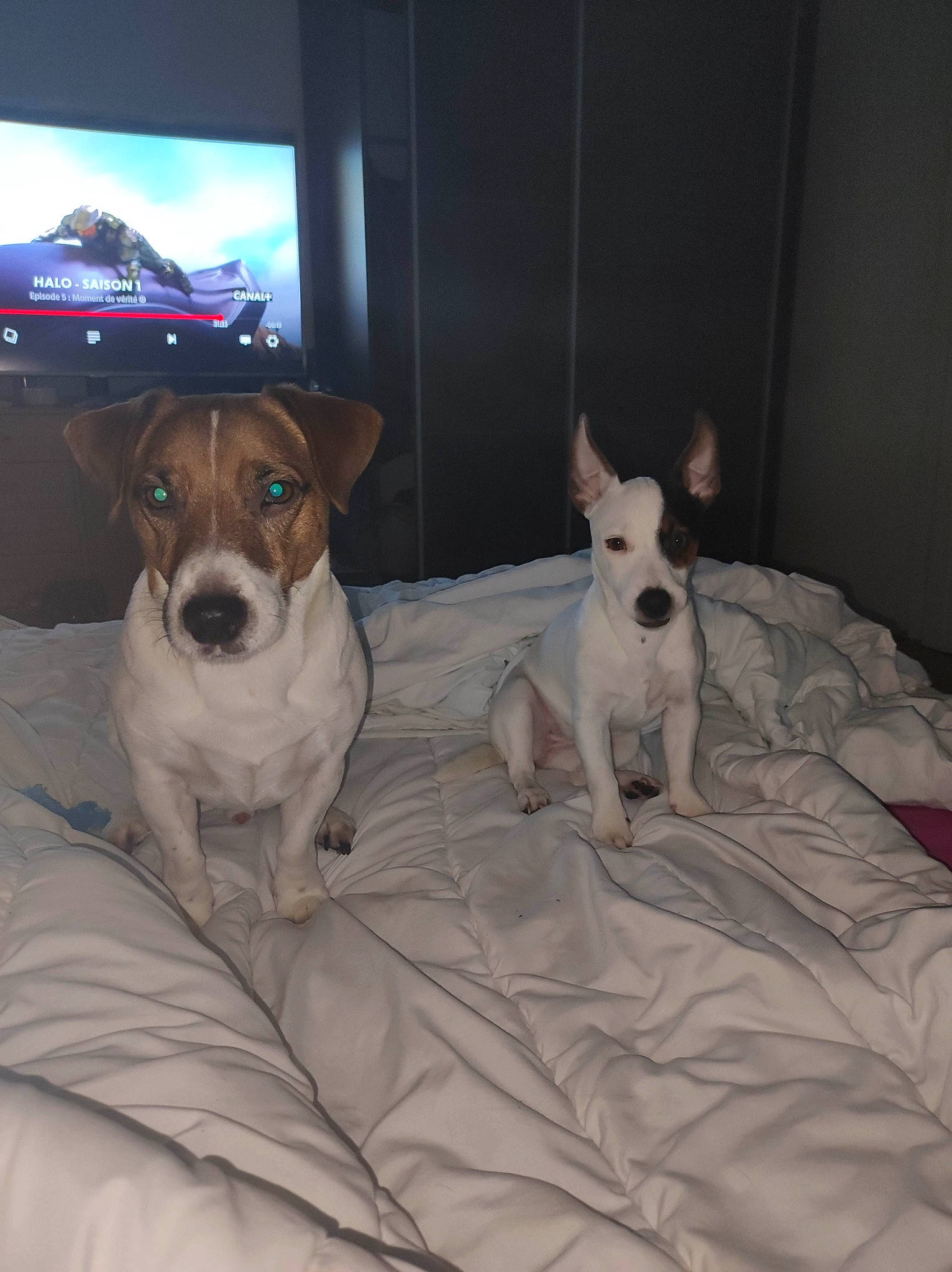 Jack a rejoint le concours — aidez-le/la à gagner de superbes lots ! cable_television, canidae, carnivore, collar, comfort, companion_dog, dog, dog_breed, dog_supply, fawn, led_backlit_lcd_display, linens, non_sporting_group, paw, snout, sporting_group, television, terrier, window, working_animal