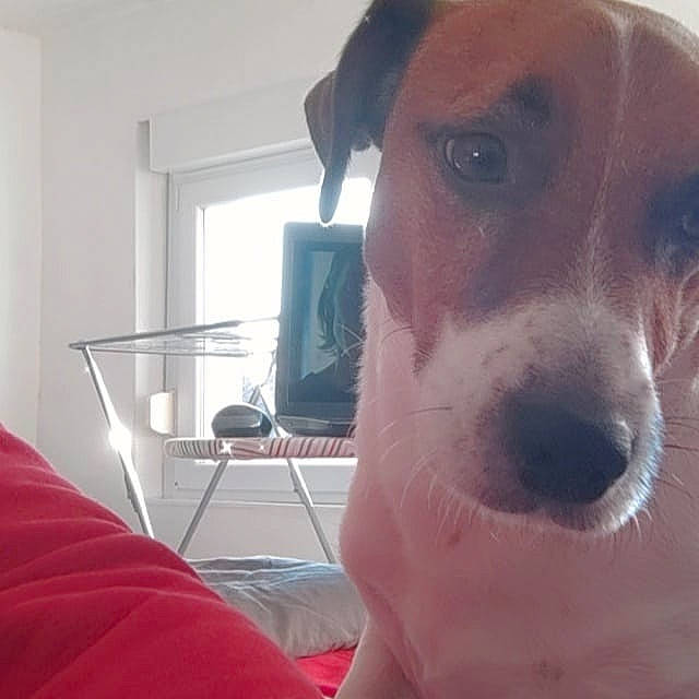 Jack participe au concours pour gagner de l'argent avec cette photo : canidae, carnivore, comfort, companion_dog, dog, dog_breed, fawn, fur, non_sporting_group, puppy_love, selfie, sporting_group, whiskers, window, working_animal