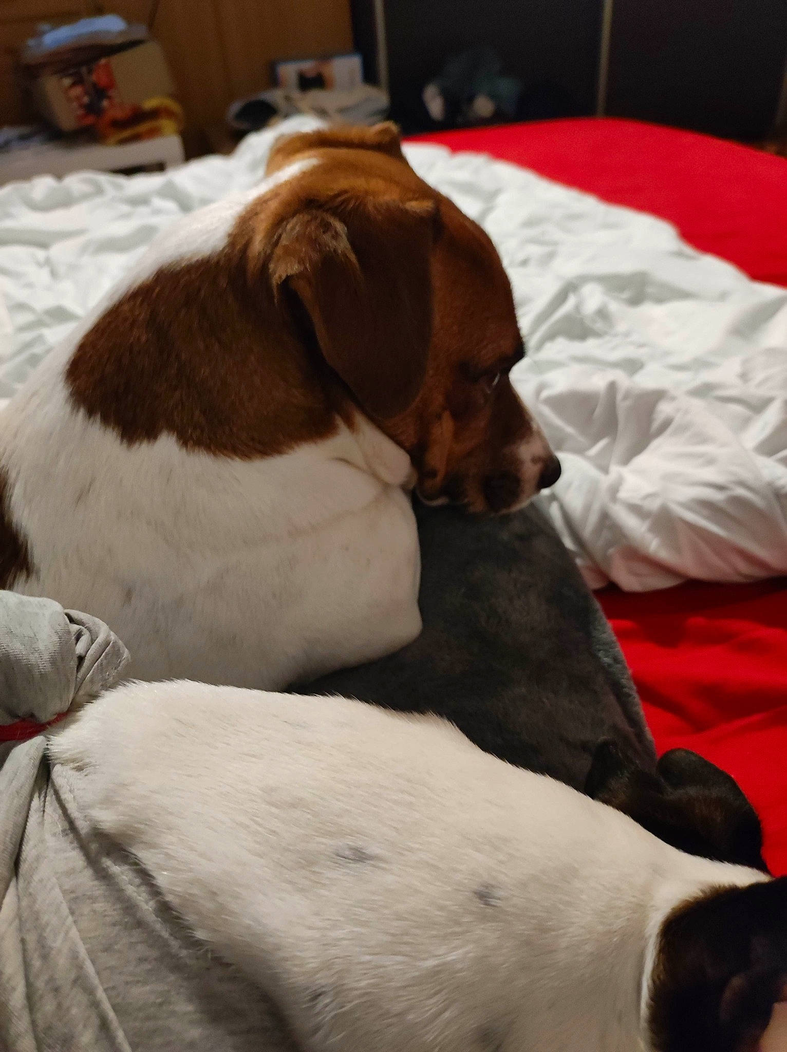 Jack a rejoint le concours — aidez-le/la à gagner de superbes lots ! canidae, carnivore, collar, comfort, companion_dog, dog, dog_breed, fawn, fur, hat, hound, linens, liver, nap, non_sporting_group, scent_hound, sleep, snout, sporting_group, working_animal