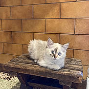 Snow participe au concours pour gagner de l'argent avec cette photo : kitten, cat, blue_eyes, white_fur, wooden_bench, rustic, tiled_wall, mosaic_floor, indoor, pet, animal, feline, curious, sitting, small_animal, young_cat, domestic_cat, fur, whiskers, ears