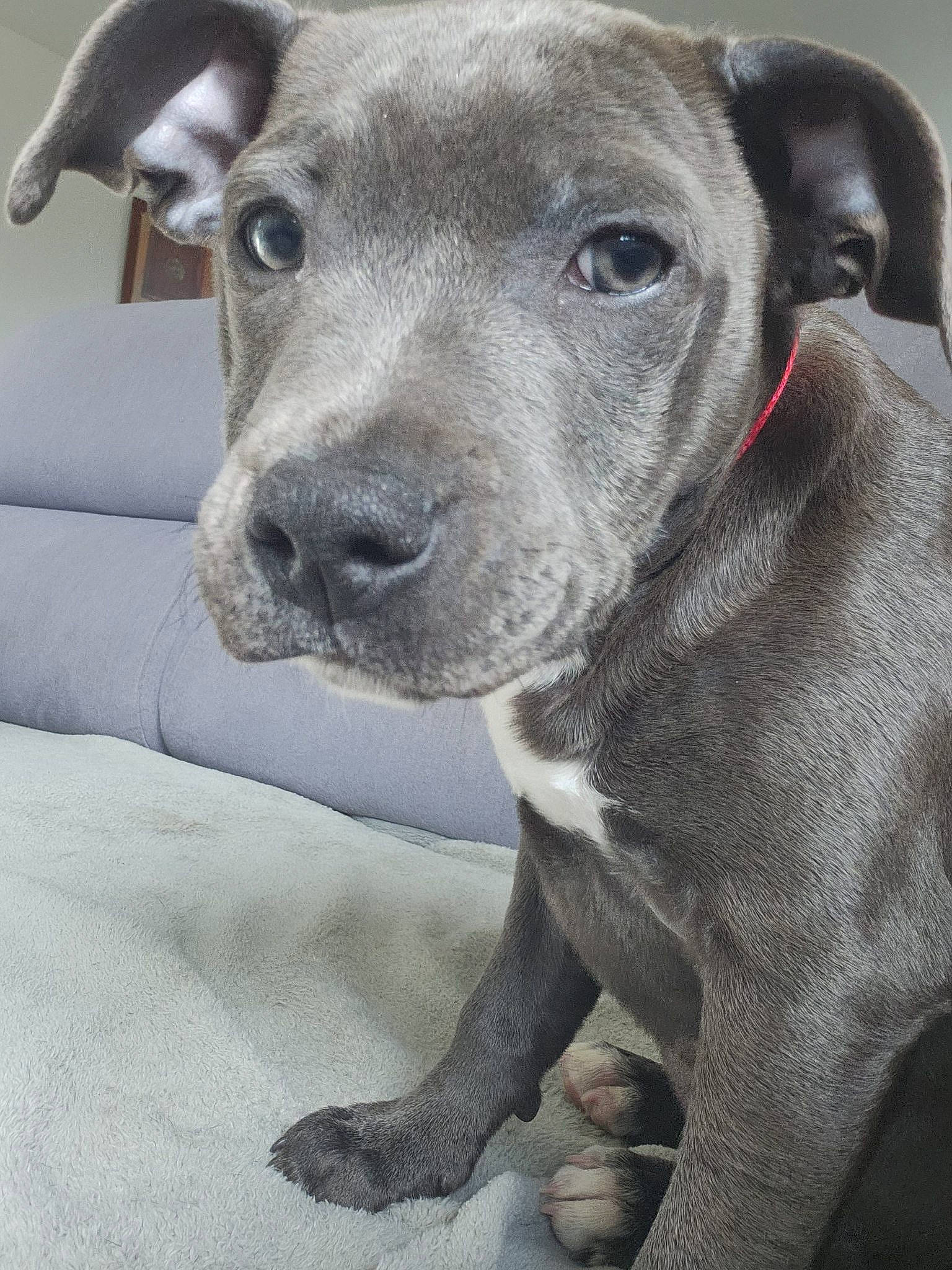 Simba participe au concours pour gagner de l'argent avec cette photo : ancient_dog_breeds, canidae, carnivore, collar, companion_dog, dog, dog_breed, dog_collar, ear, fawn, fur, metal, non_sporting_group, pet_supply, snout, sporting_group, terrestrial_animal, whiskers, working_animal