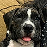 puppy, dog, black_and_white, brindle, tongue_out, close_up, portrait, happy, playful, sitting, lying_down, pet, canine, snout, nose, eyes, floppy_ears, white_chest, couch, indoor