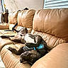 Bear joined the competition — help win amazing prizes! dog, pet, indoors, living_room, sofa, leather, lying_down, upside_down, relaxed, sleeping, playful, black_dog, brown_dog, blue_toy, couch, furniture, sunlight, window, houseplant, home
