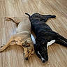 Bear is registered to the contest to win money with this photo: dog, dogs, puppy, pets, animal, lying_down, relaxed, sleepy, companionship, black_and_white_dog, tan_dog, wooden_floor, indoor, home, floor, paws, tails, portrait, cute, funny