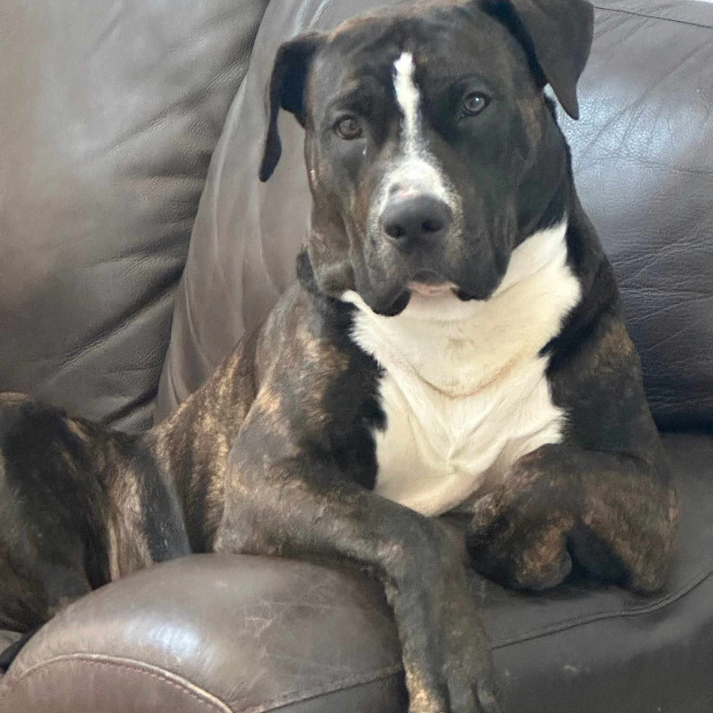 Bear joined the competition — help win amazing prizes! dog, brindle, white_chest, pet, portrait, sitting, lounging, leather_couch, indoor, home, living_room, brown, black, white, floppy_ears, short_hair, front_legs, paws, calm, companion_animal