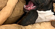 Bear is registered to the contest to win money with this photo: dog, black_and_white_dog, pet, animal, open_mouth, smiling, teeth, tongue, happy, playful, funny, lying_down, paw, couch, sofa, cushions, indoor, close_up, portrait, cozy