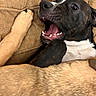 dog, black_and_white_dog, pet, animal, open_mouth, smiling, teeth, tongue, happy, playful, funny, lying_down, paw, couch, sofa, cushions, indoor, close_up, portrait, cozy
