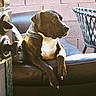 dog, canine, black_and_white, brown, white_chest, short_hair, sitting, lounging, chair, outdoor, patio, brick_wall, furniture, metal, sunlight, portrait, pet, relaxed, alert, large_dog