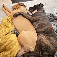 Bear joined the competition — help win amazing prizes! dogs, canine, sleeping, cuddling, relaxed, brindle_dog, tan_dog, bed, blanket, indoor, home, pets, companionship, resting, lying_down, paws, tails, cozy, animal_portrait, nap