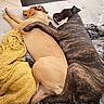 dogs, canine, sleeping, cuddling, relaxed, brindle_dog, tan_dog, bed, blanket, indoor, home, pets, companionship, resting, lying_down, paws, tails, cozy, animal_portrait, nap