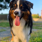 Néo a rejoint le concours — aidez-le/la à gagner de superbes lots ! dog, outdoor, grass, tongue, happy, pet, animal, fur, black, brown, white, portrait, nature, sunlight, closeup, canine, muzzle, ears, summer, playful