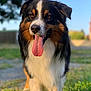 dog, outdoor, grass, tongue, happy, pet, animal, fur, black, brown, white, portrait, nature, sunlight, closeup, canine, muzzle, ears, summer, playful