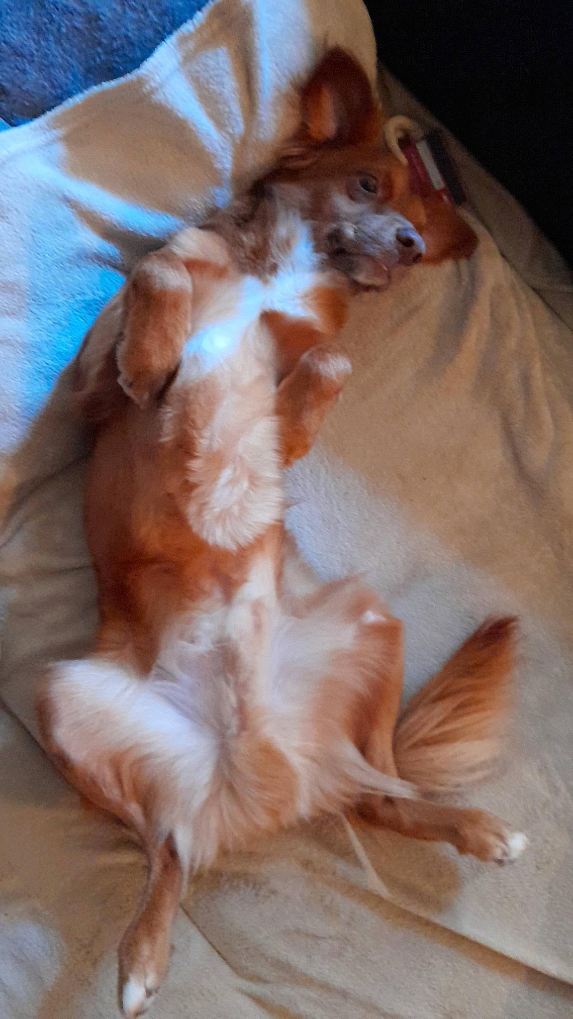 Nox a rejoint le concours — aidez-le/la à gagner de superbes lots ! canidae, carnivore, chihuahua, companion_dog, dog, dog_breed, dog_supply, fawn, fur, liver, paw, pomeranian, rough_collie, snout, spaniel, sporting_group, tail, toy_dog, whiskers, working_animal