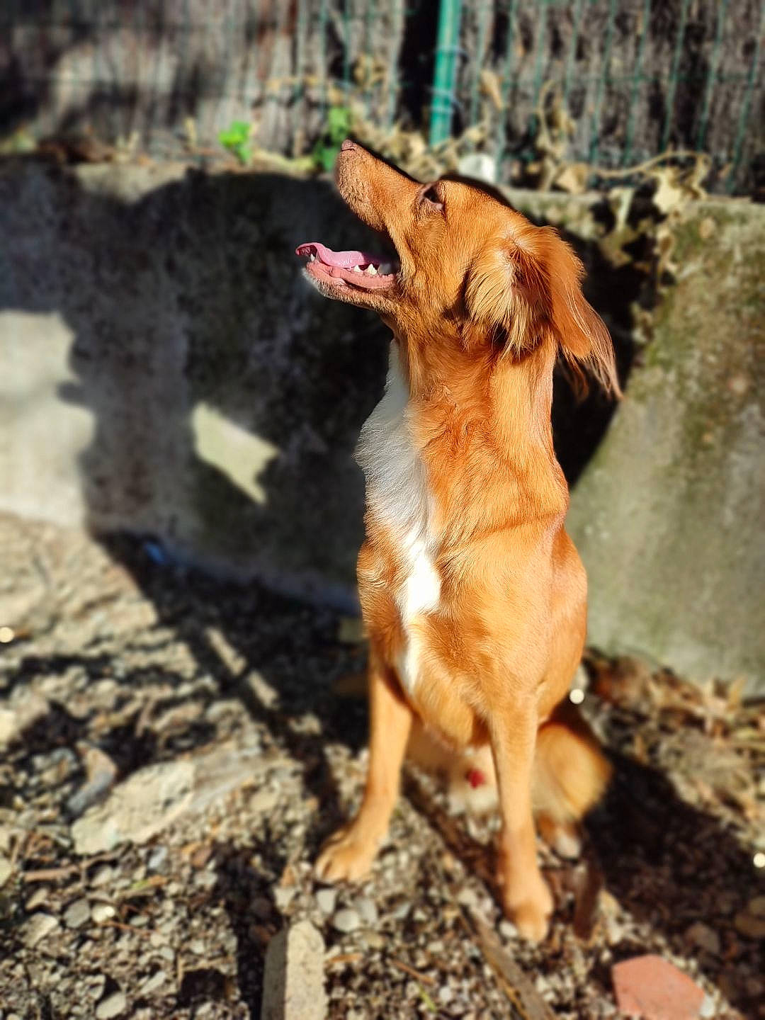 Nox participe au concours pour gagner de l'argent avec cette photo : blond, canidae, carnivore, companion_dog, dog, dog_breed, fawn, goats, grass, landscape, liver, livestock, plant, snout, soil, sporting_group, tail, terrestrial_animal, wood, working_animal