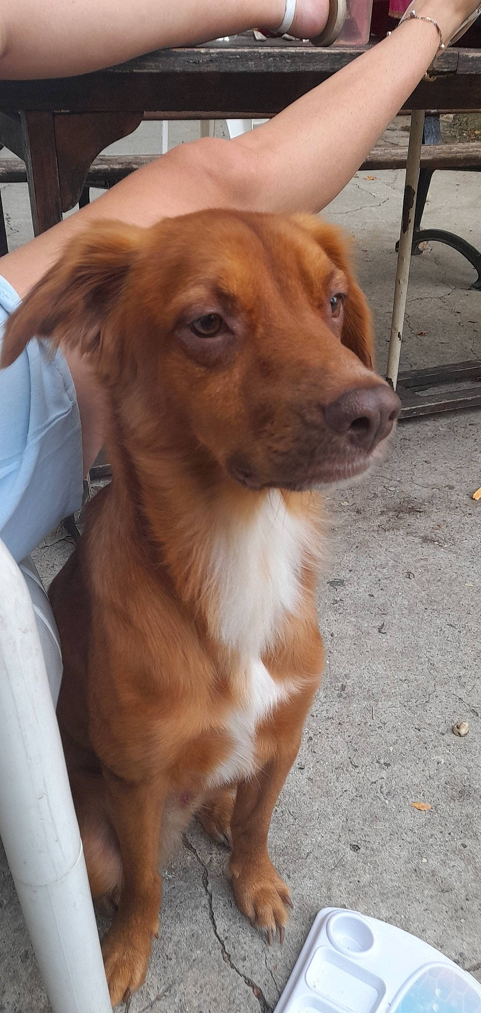 Nox a rejoint le concours — aidez-le/la à gagner de superbes lots ! ancient_dog_breeds, canidae, carnivore, chair, collar, companion_dog, dog, dog_breed, dog_collar, fawn, fur, liver, pet_supply, sporting_group, terrestrial_animal, whiskers, working_animal, working_dog