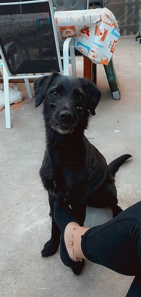 Kana a rejoint le concours — aidez-le/la à gagner de superbes lots ! borador, canidae, carnivore, collar, companion_dog, dog, dog_breed, dog_collar, fur, snout, sporting_group, terrestrial_animal, working_animal, working_dog