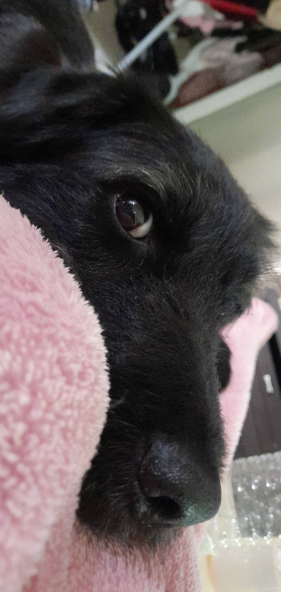 Kana a rejoint le concours — aidez-le/la à gagner de superbes lots ! borador, canidae, carnivore, close_up, collar, companion_dog, dog, dog_breed, ear, fur, monochrome_photography, non_sporting_group, pet_supply, snout, sporting_group, terrestrial_animal, whiskers, working_animal