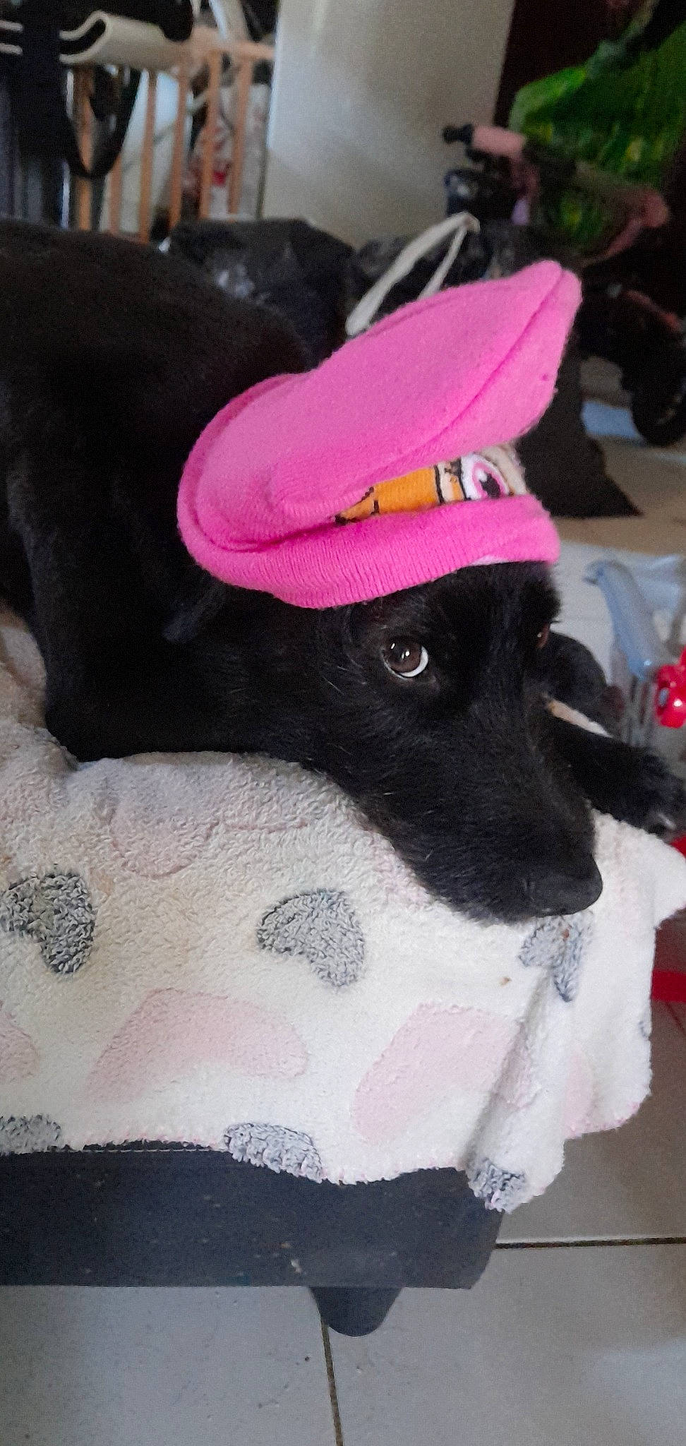 Kana participe au concours pour gagner de l'argent avec cette photo : baseball_cap, cap, carnivore, collar, companion_dog, costume_hat, dog, dog_breed, dog_clothes, dog_supply, fawn, hat, magenta, party_hat, pet_supply, pink, sleeve, snout, sun_hat, working_animal
